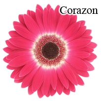 Corazon Pink Gerbera Daisies - 72 Stems