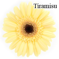 Tiramisu Gerbera Daisies - 72 Stems