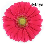 Maya Gerbera Daisies - 72 Stems