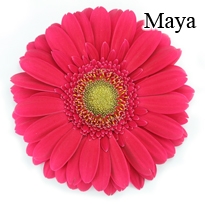 Maya Gerbera Daisies - 72 Stems