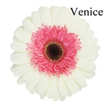 Venice Gerbera Daisies - 72 Stems