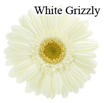 White Grizzly Gerbera Daisies - 72 Stems