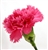 Hot Pink - Standard Carnations - 175 stems