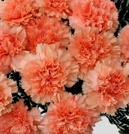 Peach - Standard Carnations - 175 stems