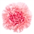 Pink - Standard Carnations - 175 stems