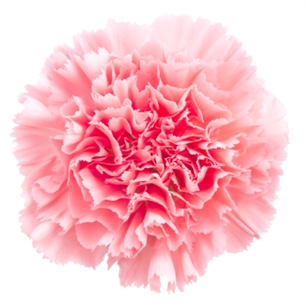 Pink - Standard Carnations - 175 stems