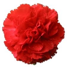 Red - Standard Carnations - 175 stems