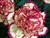 Rendezvous - Standard Carnations - 175 stems