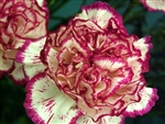 Rendezvous - Standard Carnations - 175 stems