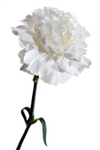 White - Standard Carnations - 175 stems