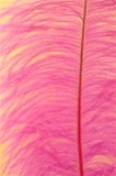 16-18" Ostrich Feathers - Hot Pink (Pack of 12)