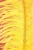 16-18" Ostrich Feathers - Yellow (Pack of 12)