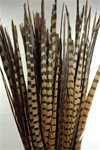 16-18" Ringneck Pheasant Tails