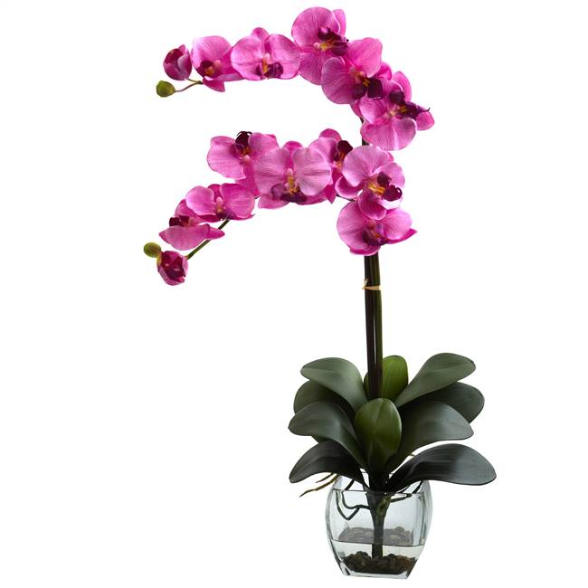 Double Phal Orchid w/Vase Arrangement