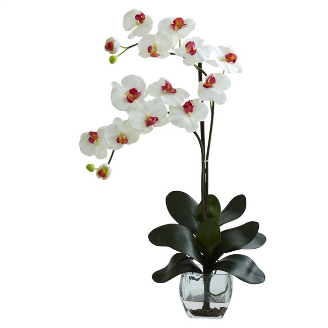 Double Phal Orchid w/Vase Arrangement