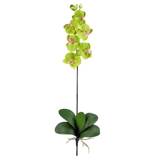 Phalaenopsis Silk Orchid Flower w/Leaves (6 Stems)