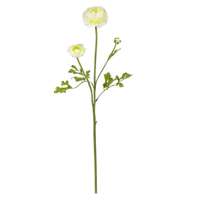 23" Ranunculus Stem (Set of 12)