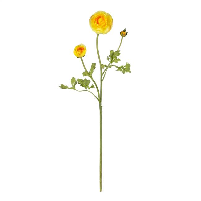 23" Ranunculus Stem (Set of 12)