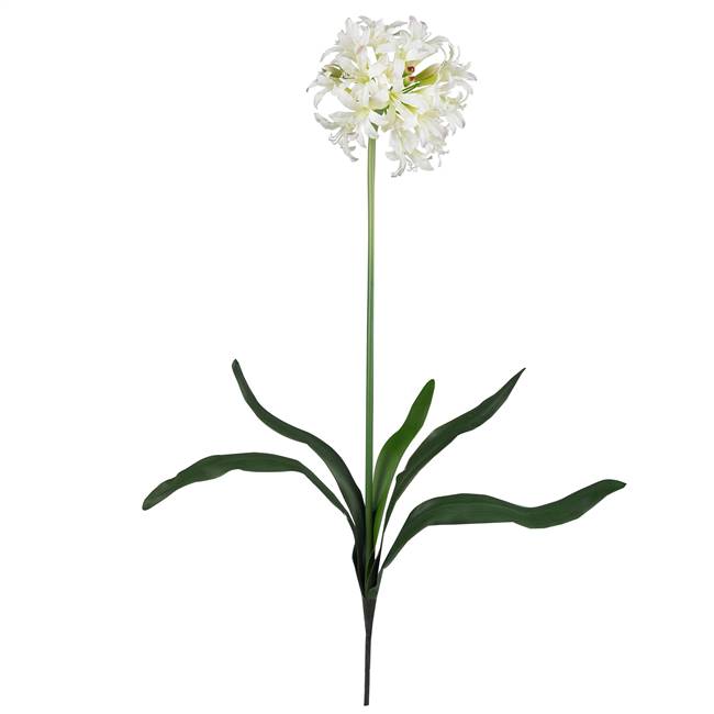 29" African Lily Stem (Set of 12)