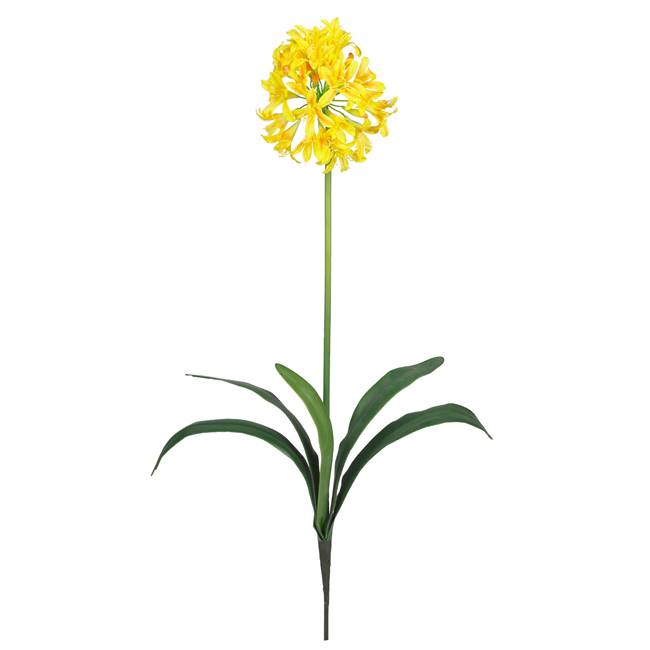 29" African Lily Stem (Set of 12)