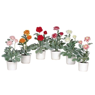 Ranunculus w/White Vase (Set of 6)