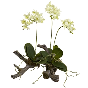 Mini Phalaenopsis On Elegant Root Base