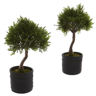 Cedar Bonsai w/Planter (Set of 2)