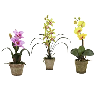 Potted Orchid Mix (Set of 3)