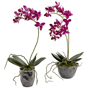 Mini Phal w/Metallic Vase (Set of 2)