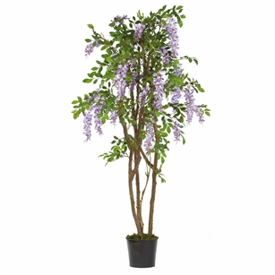 5' Wisteria Silk Tree