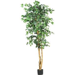 6' Ficus Silk Tree