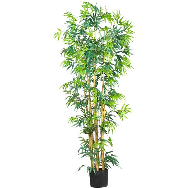 6' Multi Bambusa Bamboo Silk Tree