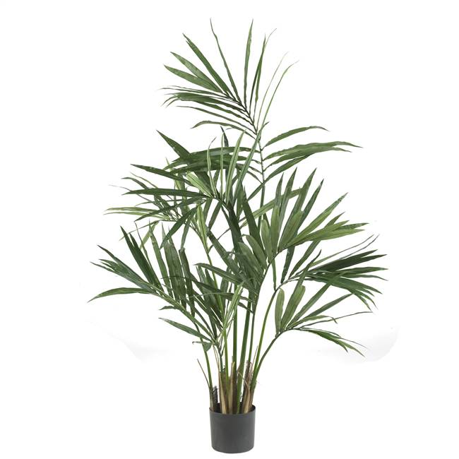 5' Kentia Palm Silk Tree