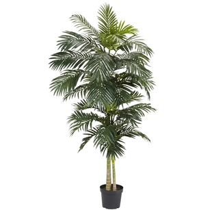 8'  Golden Cane Palm Silk Tree