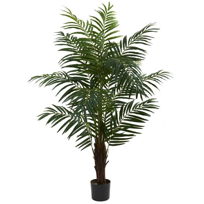 5' Areca Palm Tree