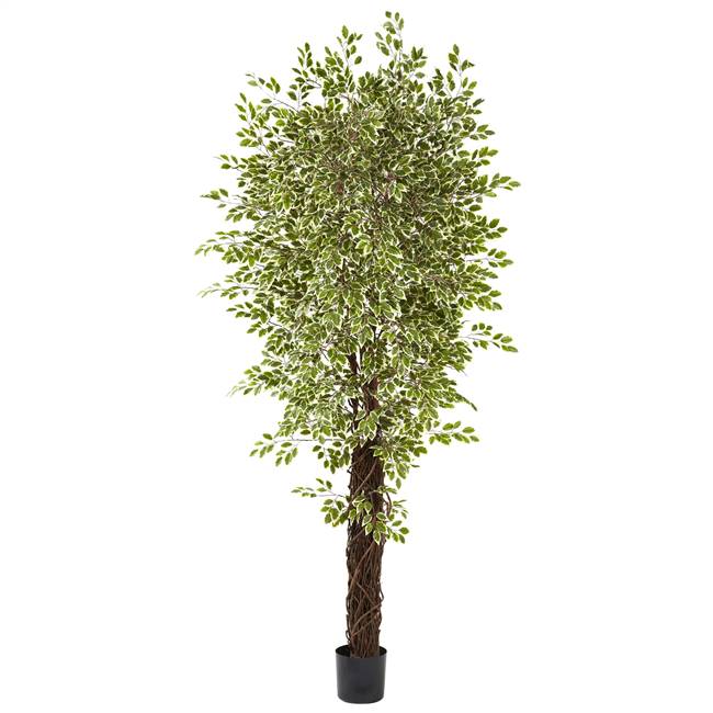 7.5’ Variegated Mini Ficus w/4131 Lvs