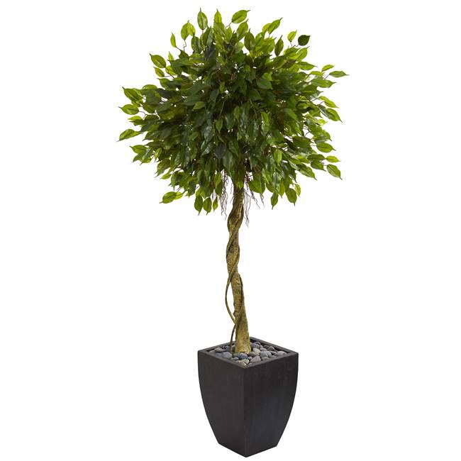 5.5’ Ficus Artificial Tree in Black Wash Planter UV Resistant (Indoor/Outdoor)