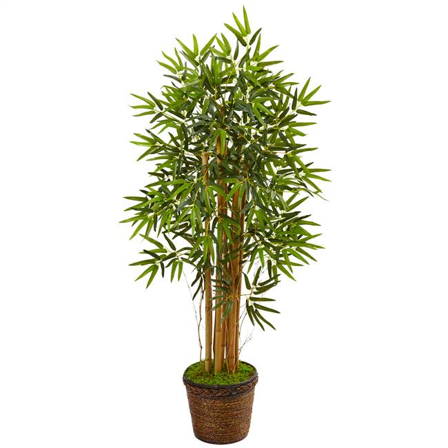 4.5’ Bamboo Tree in Coiled Rope Planter