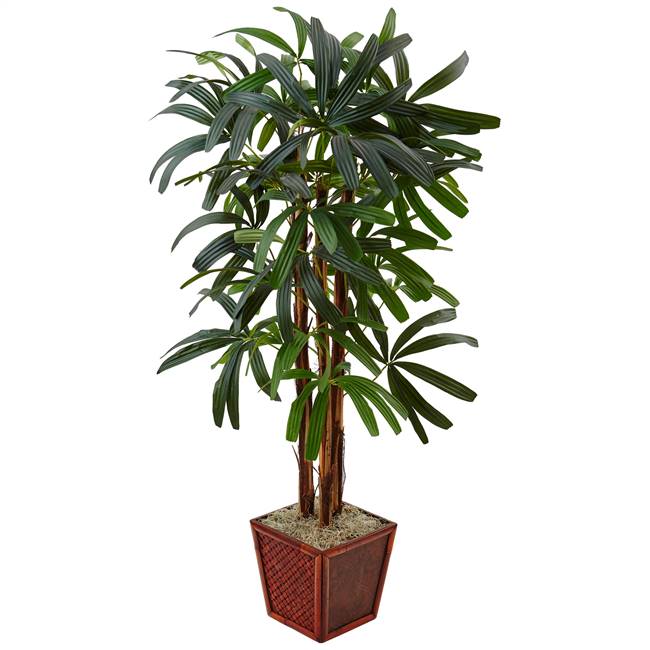 5’ Raphis Palm Tree in Bamboo Planter