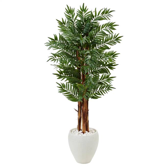 5’ Parlor Palm Tree in White Oval Planter