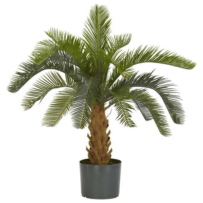 Cycas Silk Plant