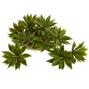 Mini Agave Succulent Plant (Set of 12)