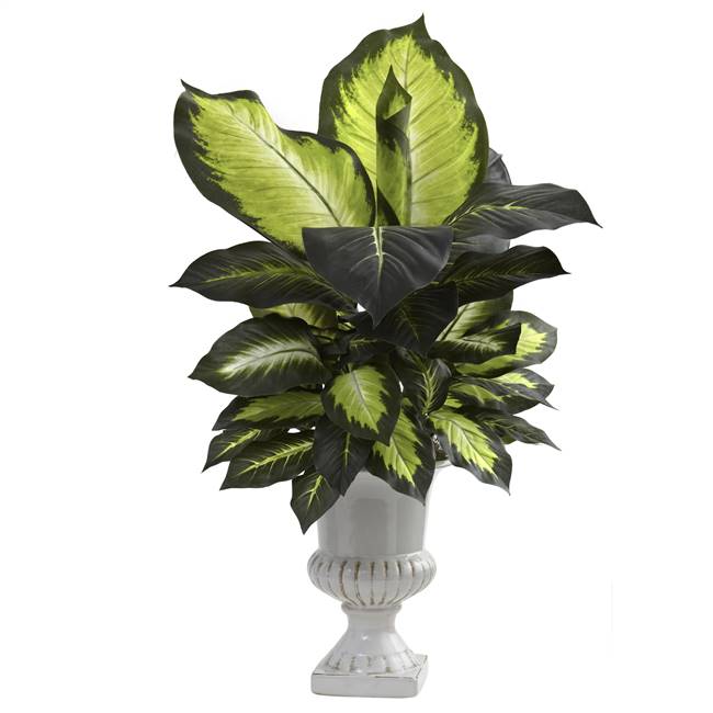 Dieffenbachia w/White Ceramic Urn