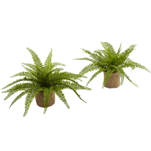 Boston Fern w/Burlap Planter (Set of 2)