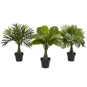 Areca, Fountain & Banana Palm (Set of 3)