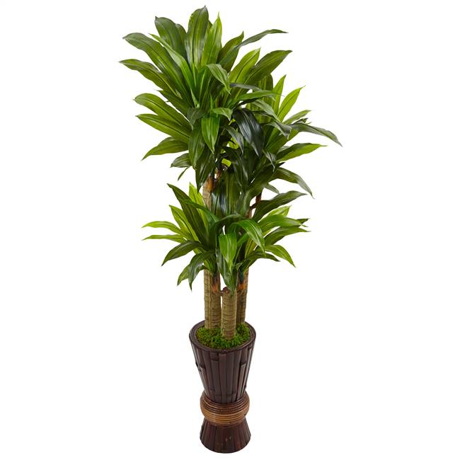 5’ Cornstalk Dracaena Plant in Wooden Planter