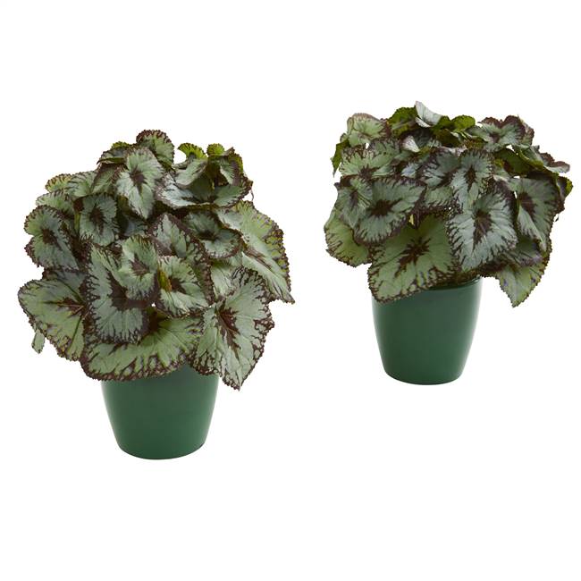 Rex Begonia Artificial Plant in Green Planter (Set of 2)