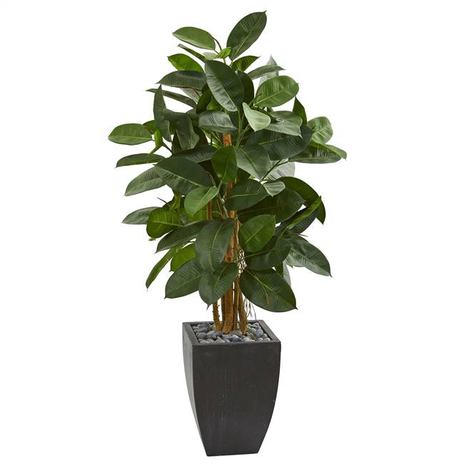 56” Artificial Rubber Tree in Black Planter