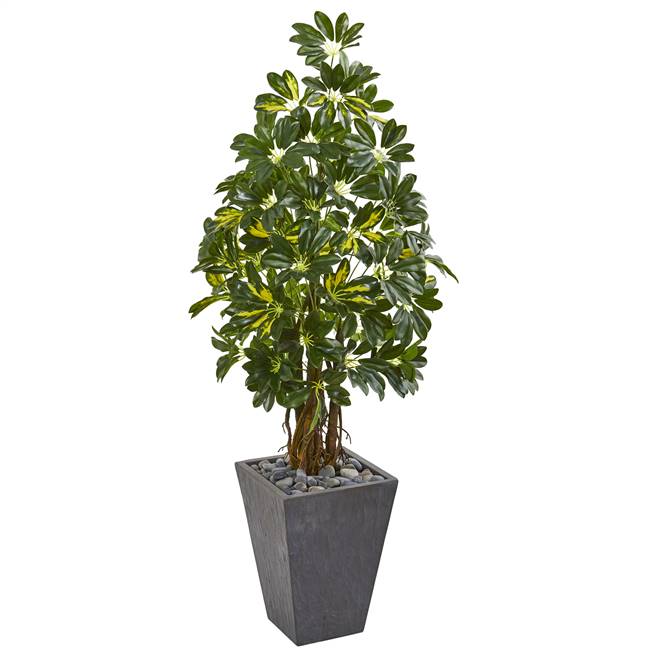 57” Schefflera Artificial Tree in Slate Planter