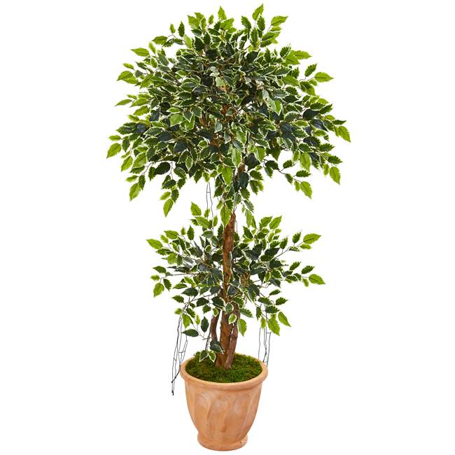 53” Variegated Ficus Artificial Tree in Terra Cotta Planter